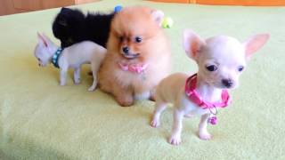 Pomeranian and Chihuahua Puppies for Sale [upl. by Ahsiaa]