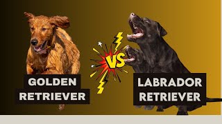 Golden Retriever vs Labrador Retriever which is more intelligent and Amazing Top intelligent Dog [upl. by Irroc803]