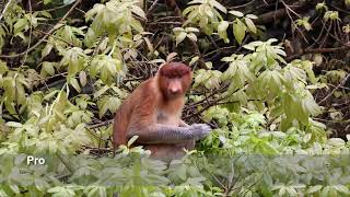 Proboscis monkey Nasalis larvatus eating  Damai Sarawak nature [upl. by Sinnek404]