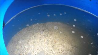 Cleaning Sand Gravel Filter elapsed time [upl. by Messing715]