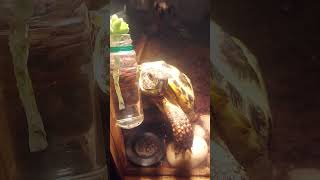 Tortoise stopped when getting spotted while climbing on a wall 벽타다 걸려서 정지상태 거북이 [upl. by Regdor]