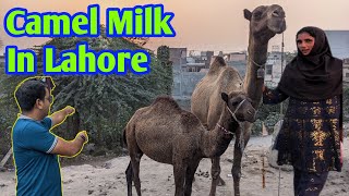 Girls Selling Camel 🐪 Milk  Pure Camel Milk  Features of Camel Milk  Lahori Life [upl. by Assiren424]