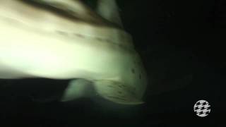 Pole Feeding Zebra Sharks [upl. by Ireland]