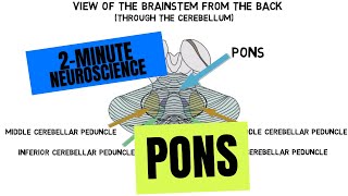 2Minute Neuroscience Pons [upl. by Isayg]