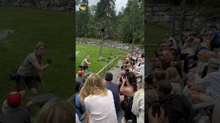 Bird 🦅 show at kolmården shorts reels viralshorts kolmården [upl. by Laurentium]