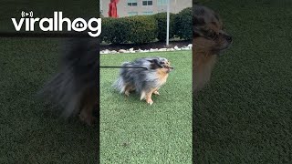 Wind Nearly Blows Pomeranian Away  ViralHog [upl. by Xuerd388]