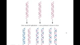 Week 6 lecture 1 DNA replication is semiconservative [upl. by Varuag]