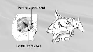 LACRIMAL BONE [upl. by Erdnaek955]