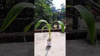 How to propagate Canna Lily plant🌱🌱 Gardening tips☘️ Youtube shorts 🌿Israts Garden 🌿🌿 [upl. by Limemann988]