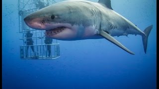 Guadalupe Great White Sharks HD video [upl. by Dorn874]