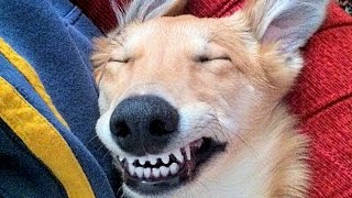 Dogs Making Funny Noises  A Funny Dogs Sounds Compilation NEW [upl. by Gnek820]