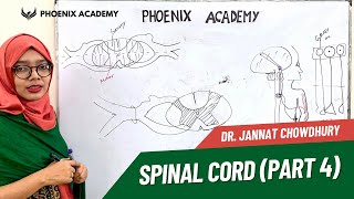 Spinal Cord । Part 4 । Sensory amp Motor pathway । Ascending amp Descending Tracts [upl. by Isnyl464]