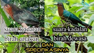 BURUNG KADALAN BIRAHSPECIFIKASI ANAKANSUARA DAN WARNANYA [upl. by Thunell335]