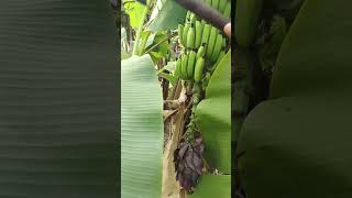 Amazing Banana Tree Flower cute satisfying organik agriculture cuttingskills farm [upl. by Olzsal608]