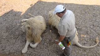 Alex Larenty and his lions II [upl. by Gatias]