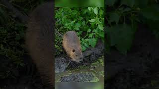 Nutria ratSwamp rat [upl. by Onaled610]