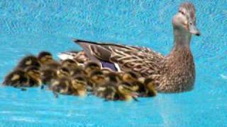 Ducks enjoying our swimming pool [upl. by Kinna]