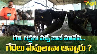 Murrah Buffalo Dairy Farm  రూలక్షలు వచ్చే జాబ్ మానేసి గేదెలు మేపుతావా అన్నారు Tone Agri [upl. by Hitt]