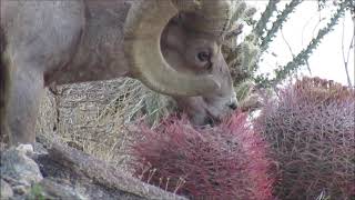 Bighorn Sheep shows how to open up and eat a Barrel Cactus Ferocactus cylindraceus for lunch [upl. by Ever]