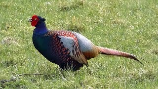 Green Pheasant Phasianus versicolor [upl. by Anilah852]