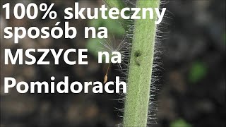 Jak walczyć z Mszycą na Pomidorach [upl. by Juan]