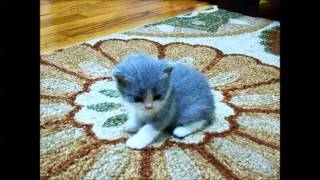 Bluewhite British Shorthair kitten [upl. by Emsoc]