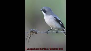 Loggerhead Shrike aka Butcher Bird [upl. by Htiduj]