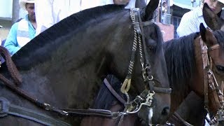 Cabalgata en Sevilla Valle 115 Años Fiestas Aniversarias [upl. by Nimzay]