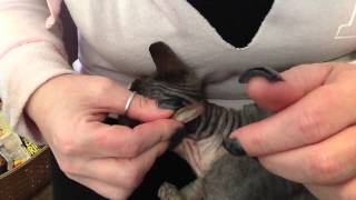 How to clean sphynx cat ears [upl. by Ahseen]