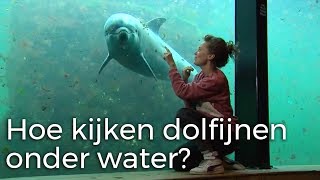 Hoe kijken dolfijnen onder water  Vragen van Kinderen [upl. by Leona]