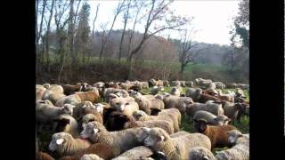 Transhumance Alex Productions présente Transhumance hivernale Suisse 2011 [upl. by Nomolas89]