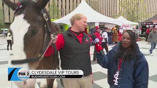 It’s not opening day until you see the AnheuserBusch Clydesdales [upl. by Arbed175]