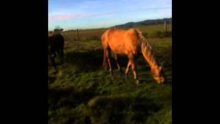 Herd behavior  Horsemans view of Horses  Rick Gore Horsemanship [upl. by Stanzel]