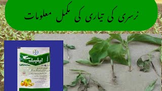 Mirch ki Paneeri main any waly masail or UN ka Hal Damping Off in chilli plant [upl. by Enitsugua]