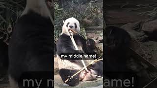 Funniest Panda Video Ever Talking Pandas in Adorable Hilarious Moments [upl. by Zahavi461]