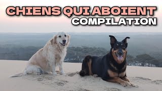 Compilation Bruitage Aboiement de Chien [upl. by Oiratno]