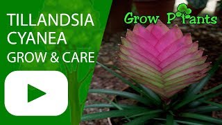 Tillandsia cyanea  grow and care Houseplant [upl. by Blinnie403]