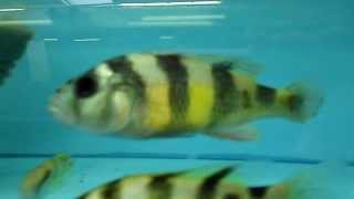 Haplochromis obliquidens zebra [upl. by Eniamreg]