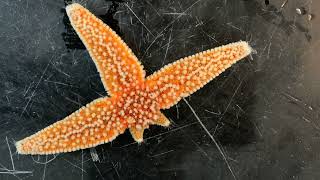 Starfish Sea Star Asterias rubens Regeneration Real time Moving [upl. by Harifaz]