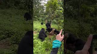 Uganda Gorilla Trekking  Roadtrip Africa gorillatag uganda southafrica wildlife [upl. by Navannod]