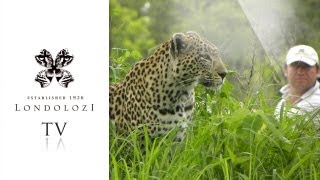 Phenomenal Footage of Leopards Mating  Londolozi [upl. by Elleinet]