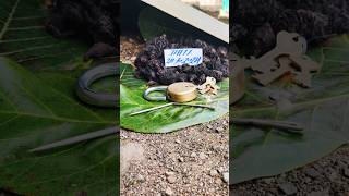 blackturmeric Kalihaldi karuppumanjal Karumanjal Nallapasupu blueturmeric plant 9325837843 [upl. by Ddart]