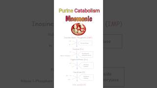 Degradation of Purine Nucleotides easy purines uricacid biochemistry [upl. by Anirb]