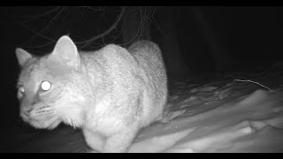 Trail cam captures bobcats chasing each other in MidMichigan [upl. by Aynam512]