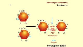 Dehidrasyon sentezi ve Hidroliz reaksiyonu animasyonlu anlatım [upl. by Zampino]