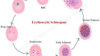 Plasmodium falciparum life cycle animation [upl. by Zendah230]