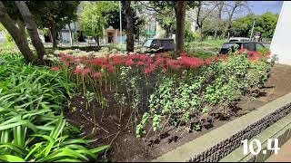 彼岸花 cluster amaryllis Lycoris radiata [upl. by Gamali]