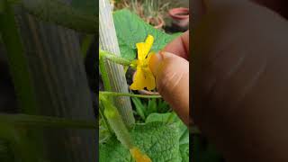 Pollination of cucumber plants shorts [upl. by Kaine]