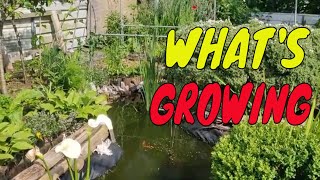 ALLOTMENT GARDENING FOR BEGINNERS  WHATS GROWING AND STARTING THE CHICKEN RUN BUILD [upl. by Tace]