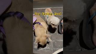 shorts dog puppy Hub amp Happy eating 🐕 [upl. by Eneryc]